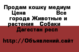 Продам кошку медиум › Цена ­ 6 000 000 - Все города Животные и растения » Собаки   . Дагестан респ.